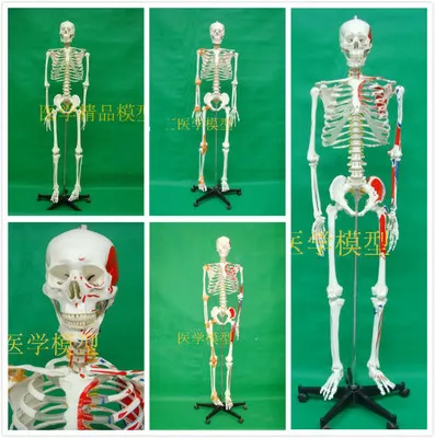 

170CM human skeleton model with muscle spine nerve system Yoga medical teaching skeleton anatomy model