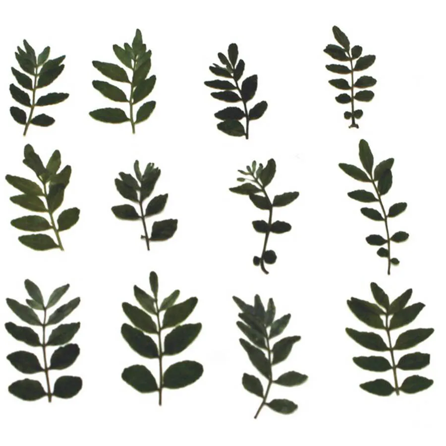 

60pcs Pressed Dried Pepper Leaves Plant Herbarium For Jewelry Postcard Invitation Card Bookmark Phone Case Making Accessories