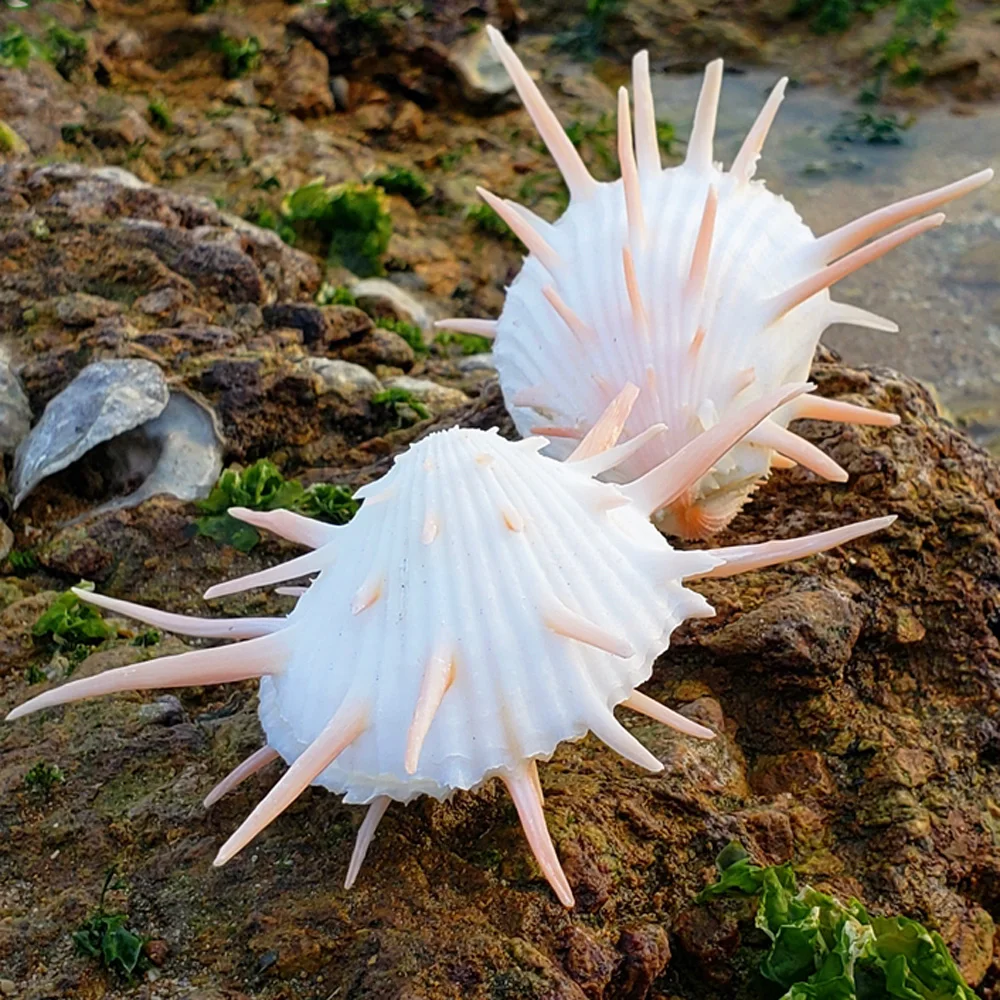 

1pcs 8-9cm size natural white Conch sea shell white spondylus shell for fish tank decoration or gift