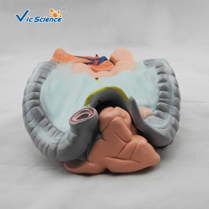 

Education Advance colon, ileum and jejunum Anatomical model