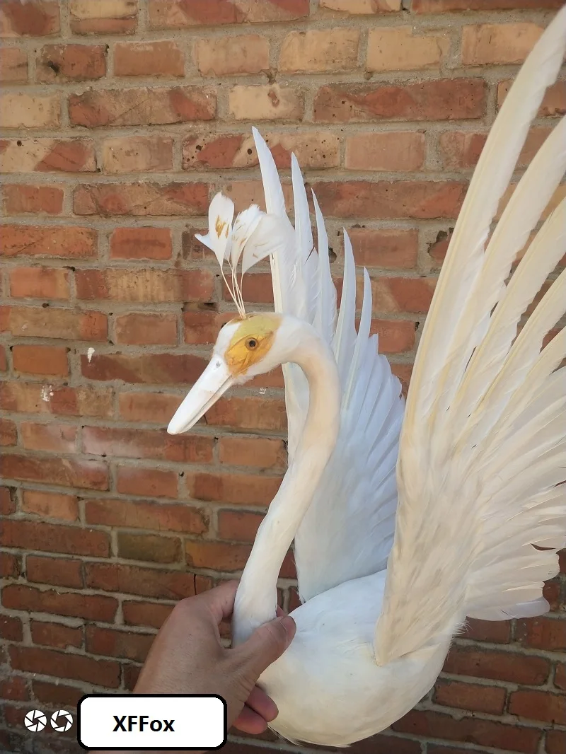 Swan Model Simulation Wings Beautiful Foam & Feather Real Life Swan Gift Approx. 30x50cm - Home Decor