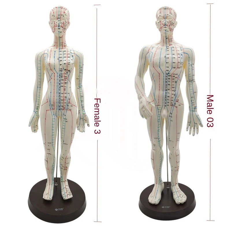 Meridian English Model Human Acupuncture Point Human Body Model 50cm Male Or 48cm Female