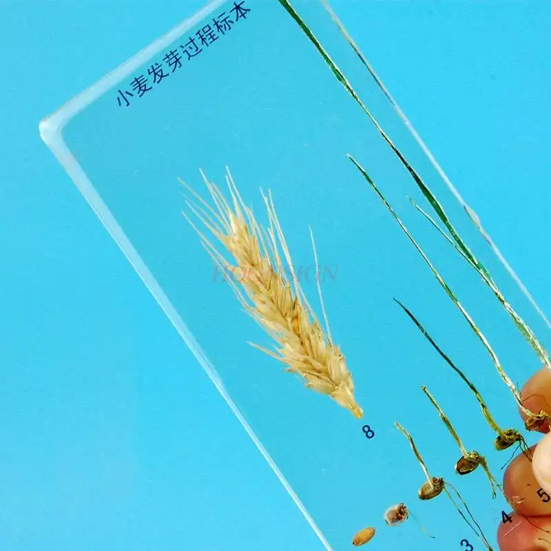 Children\'s cognitive kindergarten teaching wheat specimen plant seed germination during wheat seed germination