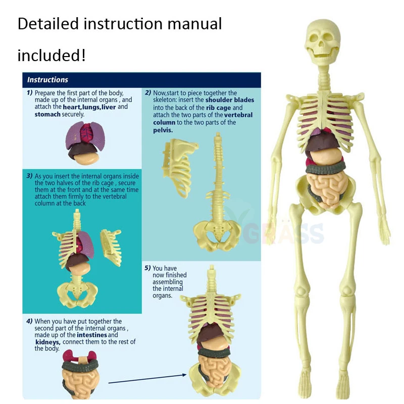 3D Human Body Anatomy Model Children Plastic DIY Skeleton Organ Kids Science Toys Early Learning Aids Educational Toy STEM Game