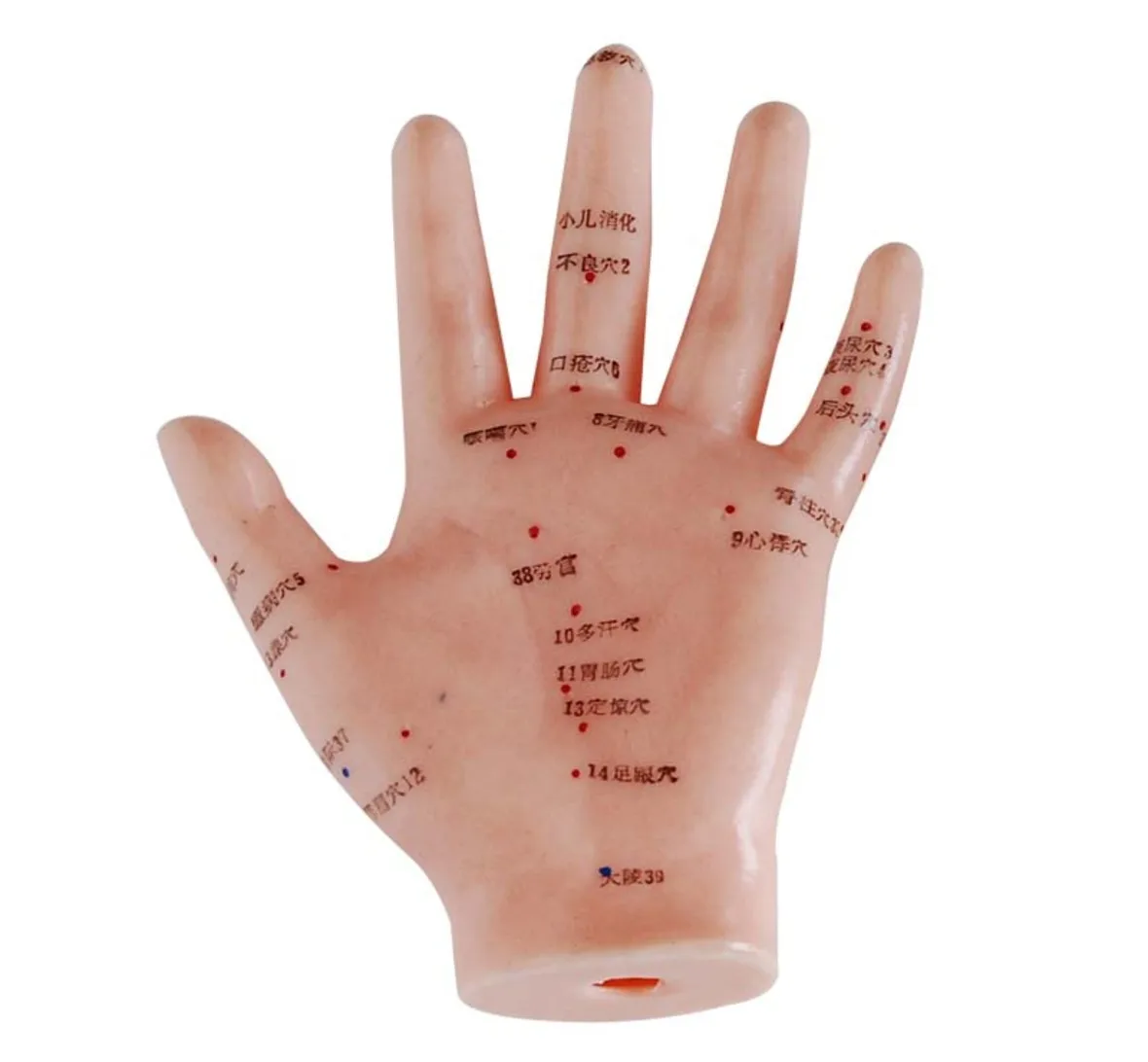 

Acupuncture Hand Model, Hand Model with Acupoints