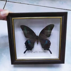Butterfly Real Specimen  butterfly specimen photo frame craft /Butterfly Specimen Artwork Material Decor
