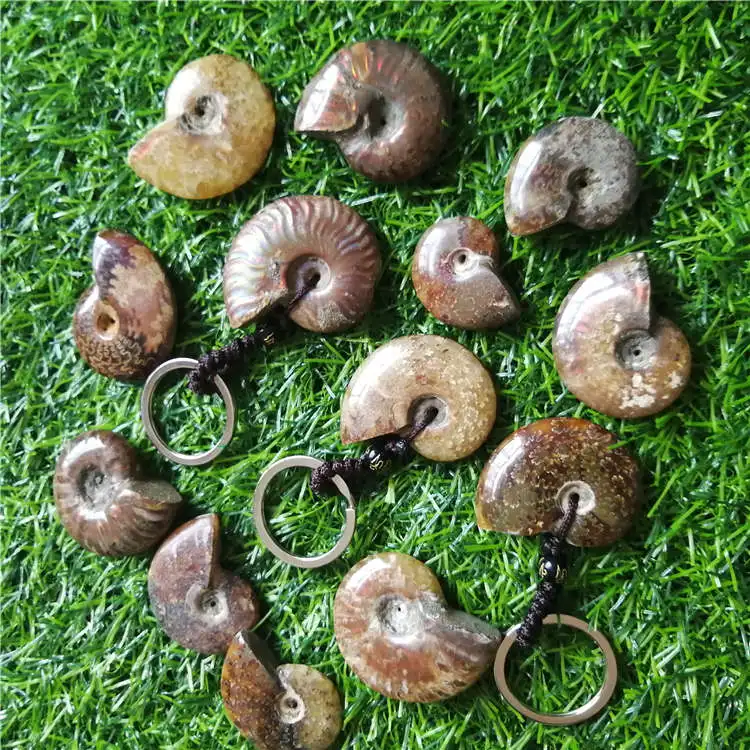 1Pcs Madagascar Spotted Conch Polished Jade Pattern Ammonite  S snail keychain specimen Natural Stones and Minerals