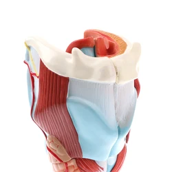 Modules de pharynx humain et de larynx, équipement de laboratoire, jouet scientifique, modèle Seton, 5 parties, 2x professionnel