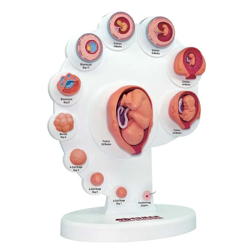 21pcs Part 4D Master Vision Human Embyro Development Anatomical Model Fetal Growth Organ Medical Teaching Alpinia Assembled Toys