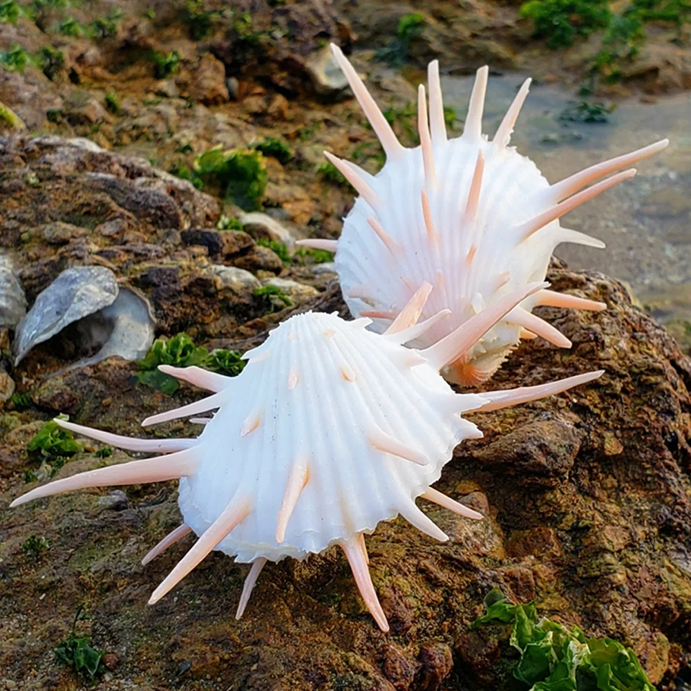 

1pcs 8-9cm size natural white Conch sea shell white spondylus shell for fish tank decoration or gift