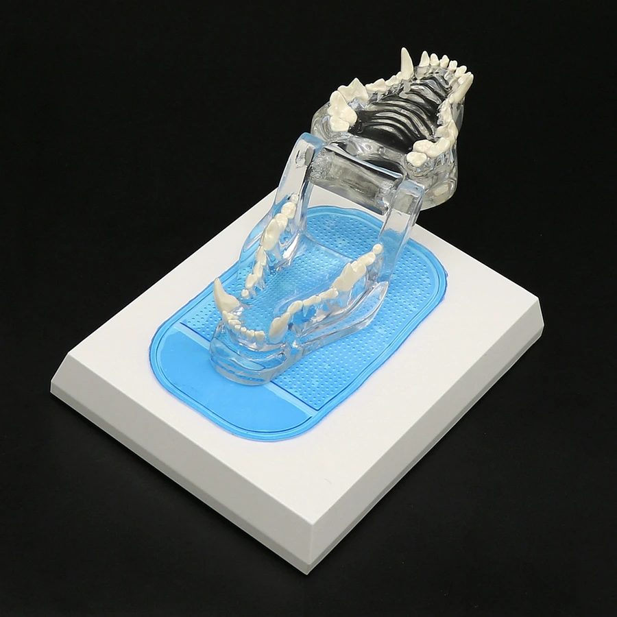 

Pathology Medical Dog Teeth Jaw Oral Tooth Model Anatomical Canine Pathology