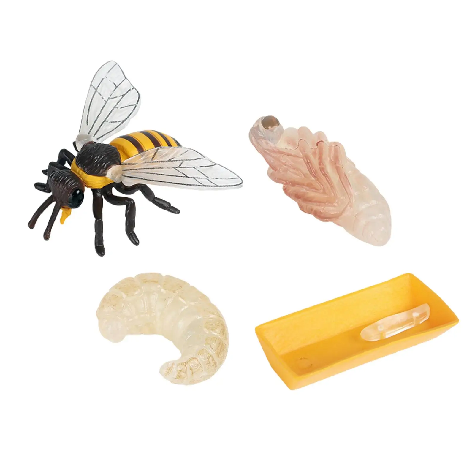 Lot of 4 Nature Bee Growth Cycle Child Education Learning Teaching Toys，Realistic