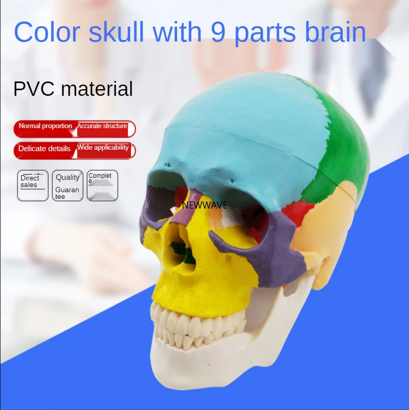 Color skull with 9 parts brain Medical study anatomy physiotherapy correction clinic teaching tools