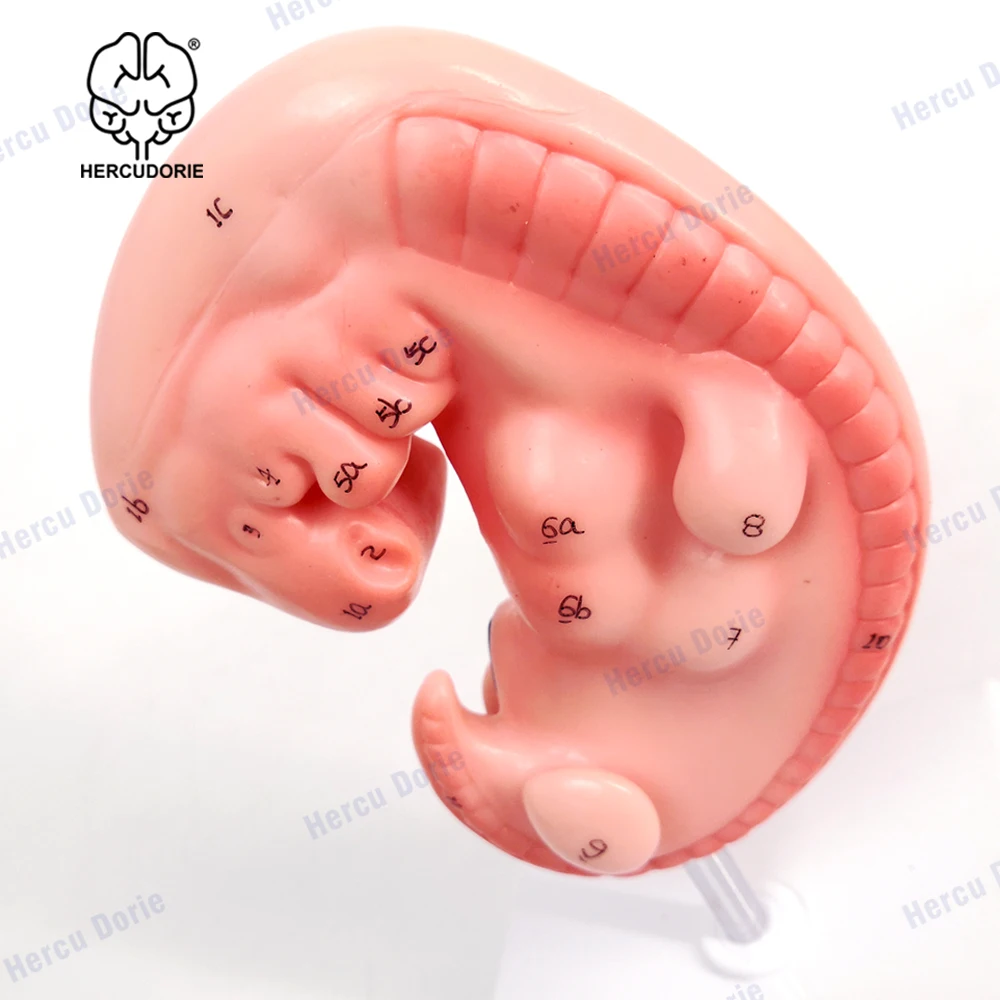 Human Anatomical Model Human 4-Week Embryo Modelhuman Development Embryo Model Pregnant 4 Weeks Fetus High Magnification Detaile