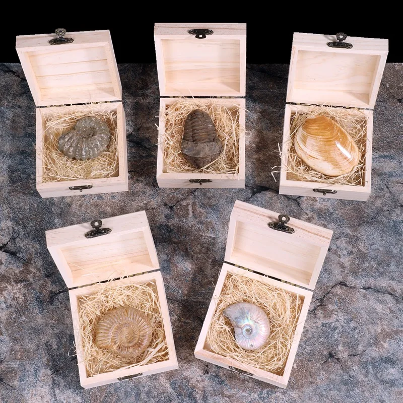 Bison Teeth Trilobite Ammonite Sea Mussel Ancient Marine Life and Fossil Specimen Gift Box