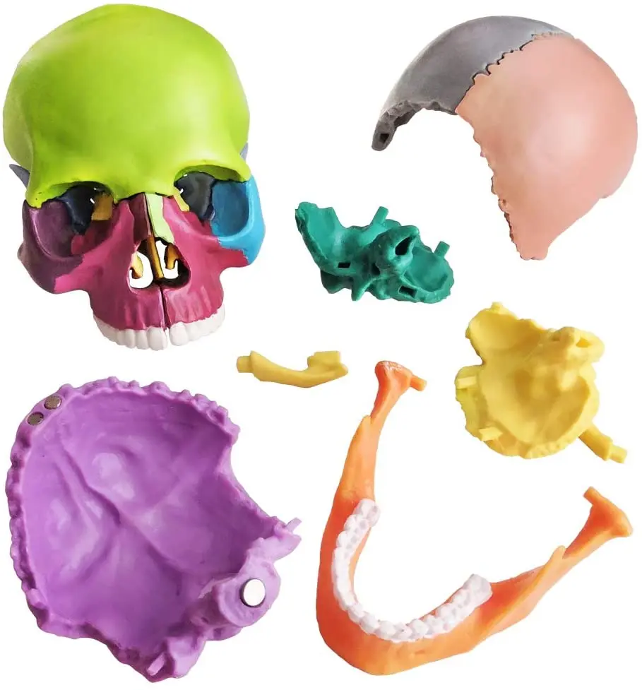 15 Parts Human Anatomical Skull  Palm-Sized Anatomy Head Bone Medical Model Detachable Mini Dental School Clinic Teaching