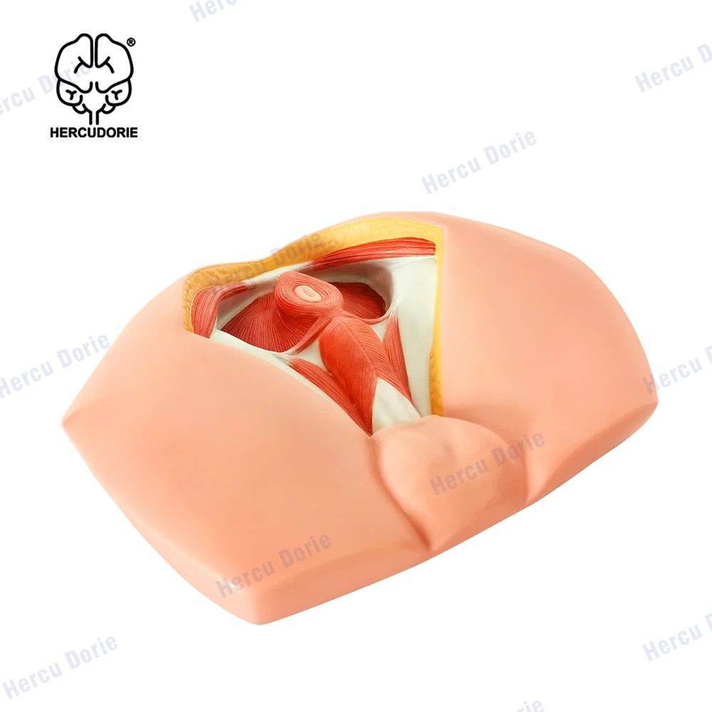 Male Perineal Neurovascular Model, Pelvic Floor Muscle Anatomy Model, Genitourinary Medicine Teaching Model