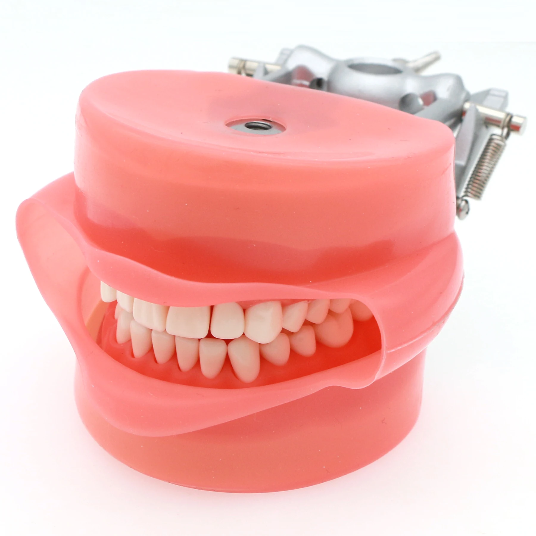 

Dental Typodont Model Compatible With Kilgore Nissin 32 Removable Teeth and Simulation Cheek for Teaching Study