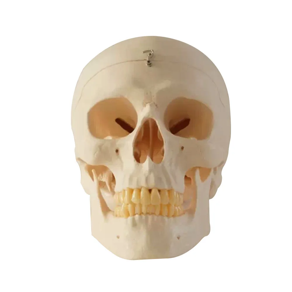 Deasin new Dental 1:1 head Model with teeth Medical Model dentist learning model