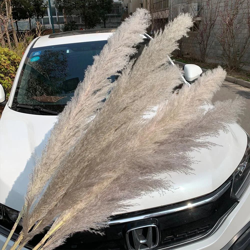 Extra Large Pampas Grass 120cm Grey/White Color Fluffy Natural Dried Flowers Bouquet Boho Vintage Style for Wedding Home Decor