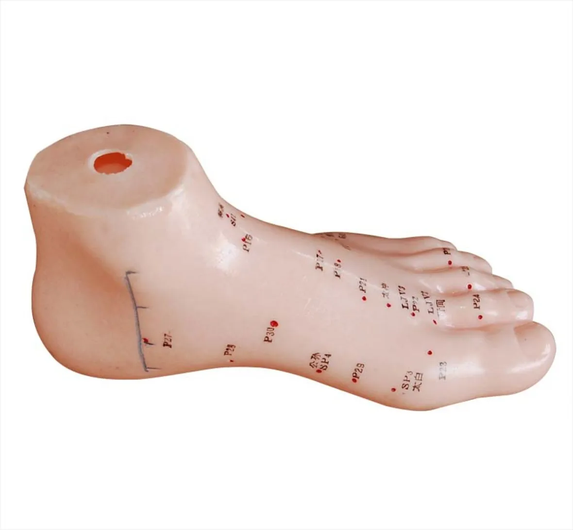 

Acupuncture foot Model, Foot Model with Acupoints