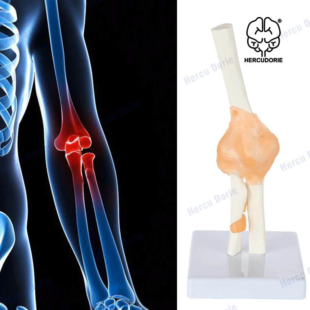 

Модель научного гибкого сустава в натуральную величину, гибкий локтевой сустав с реалистичной и мягкой анатомией связок, включает основу для дисплея