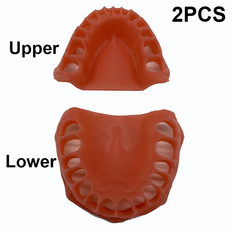 Model gumy dentystycznej górna/dolna symulowane dziąsła dentystyczne Student Learning Model nauczania