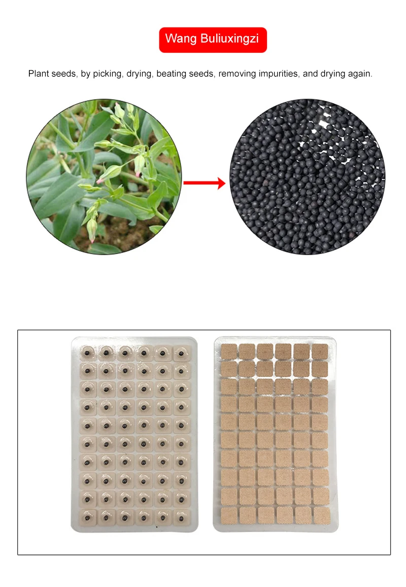 600pcs/lot ear press seed Auricular Vaccaria seed with English ear probe 13cm ear model acupuncture needle ear bead slimming bod