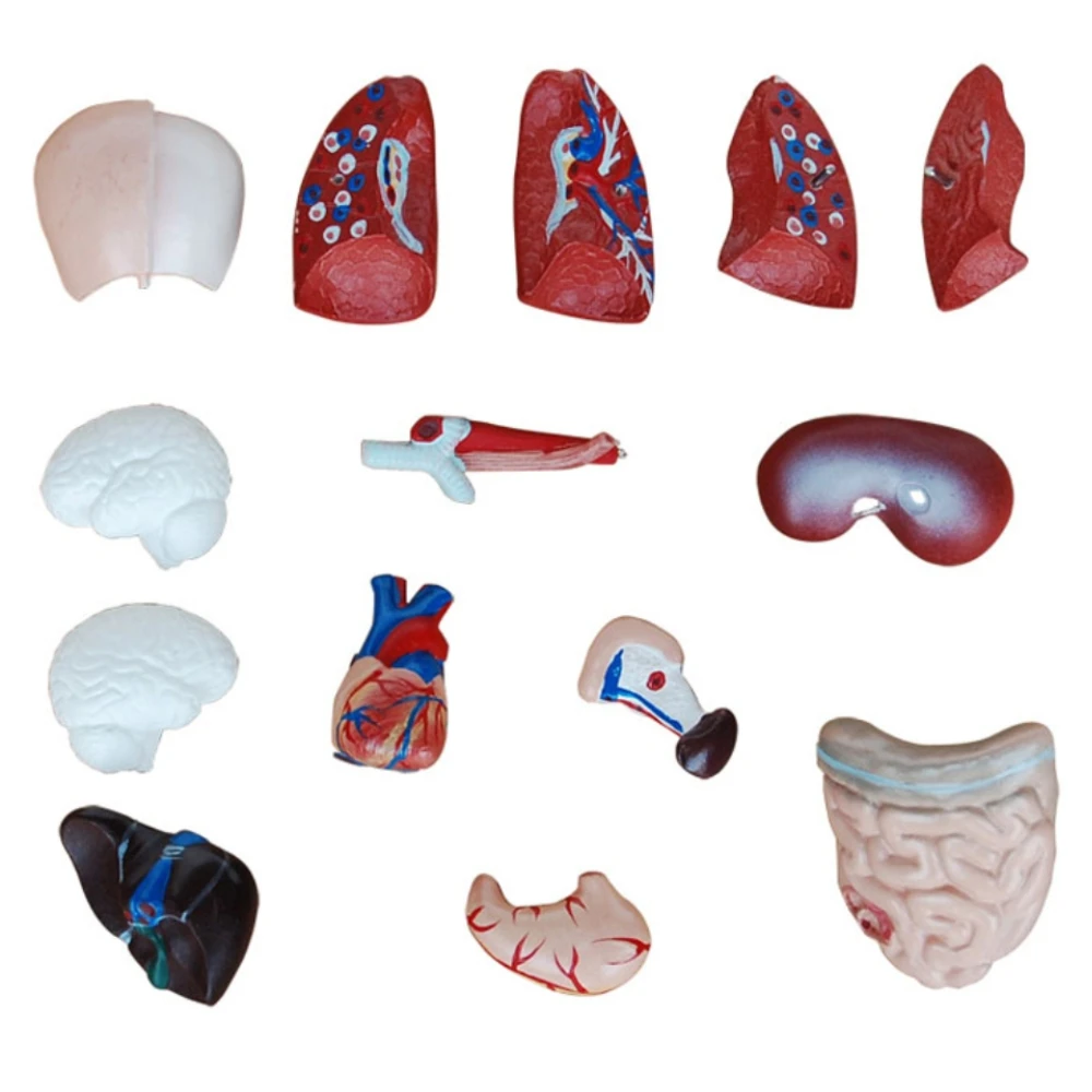 Imagem -05 - Corpo Humano Tronco Modelo Anatomia Anatômico Coração Cérebro Esqueleto Órgãos Internos Médicos Ensino Suprimentos de Aprendizagem 28cm