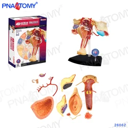 Female Genital Organs Model Reproductive System Anatomy Model Detachable DIY studyEducational Equipment With Manual 4D MASTER