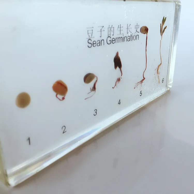 Imagem -02 - Processo de Germinação de Feijão e Crescimento Embutido Espécime História de Crescimento de Plantas Modelos Biologia Botânica Auxiliares de Ensino