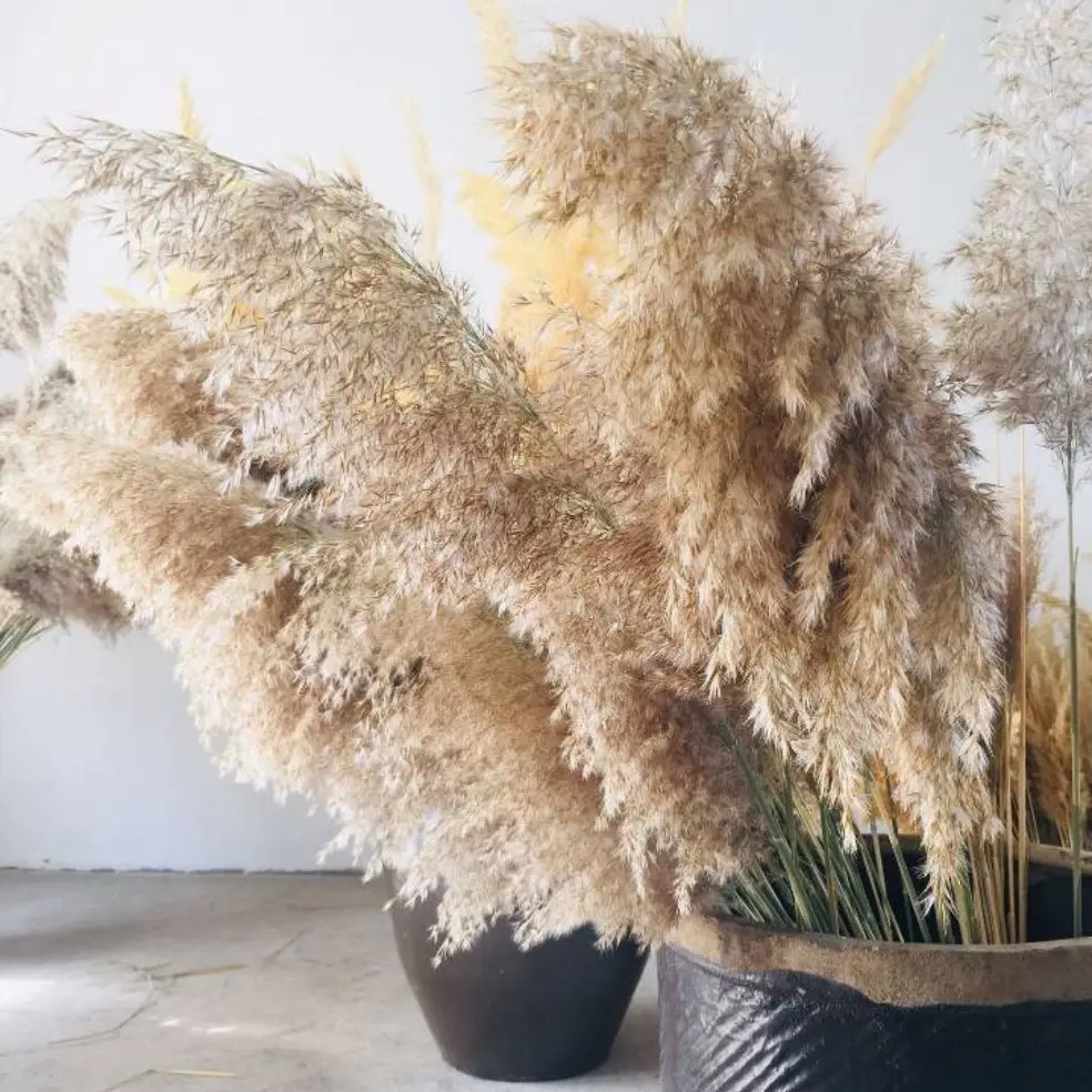 30pcs Pure natural reed flowers wedding pampas grass bunch home decor  window display dried pampas flowers bunch