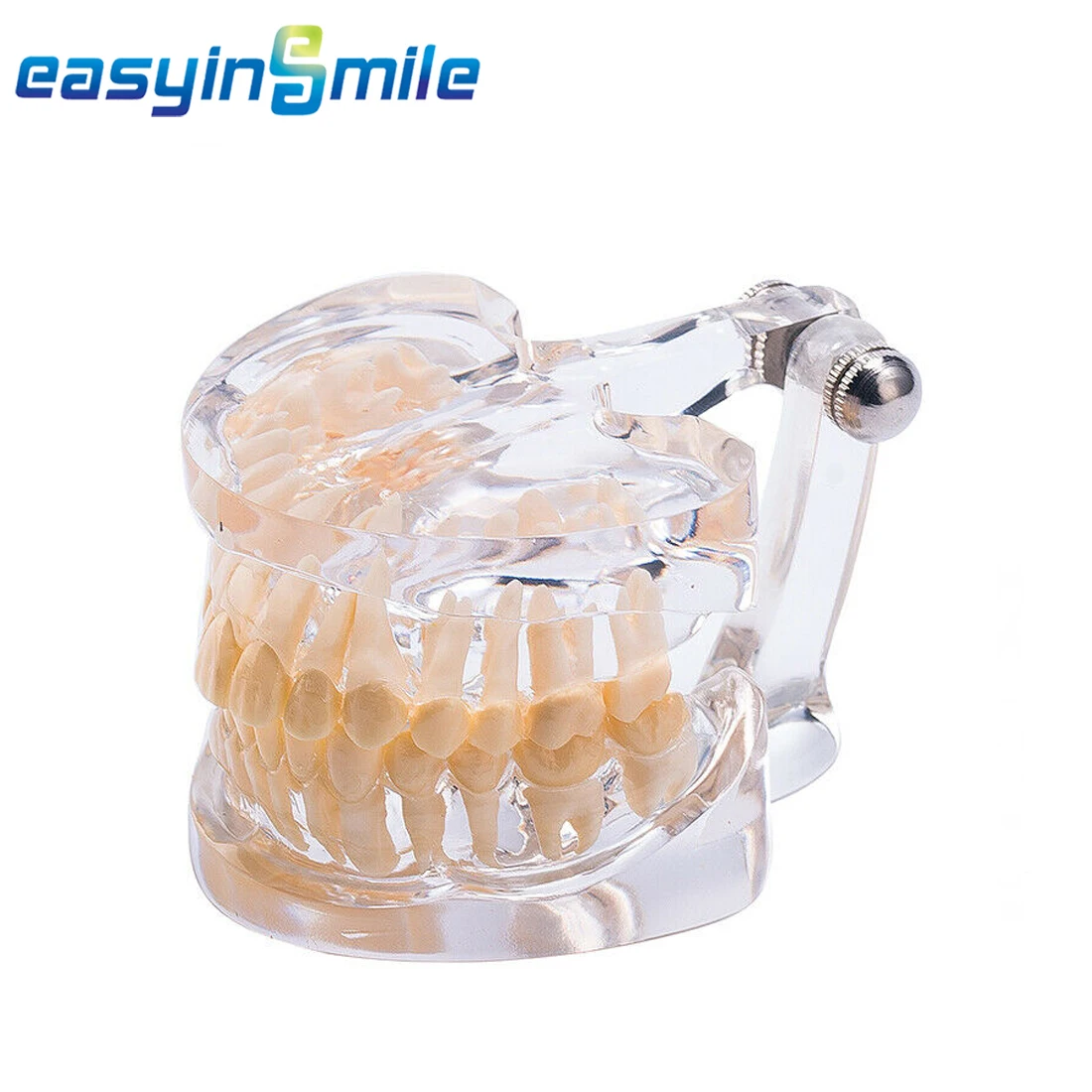 Dental Teeth Model Adult Standard Typodont Demonstration Teach Study Easyinsmile Clear 18.00 * 9.00 * 8.00CM