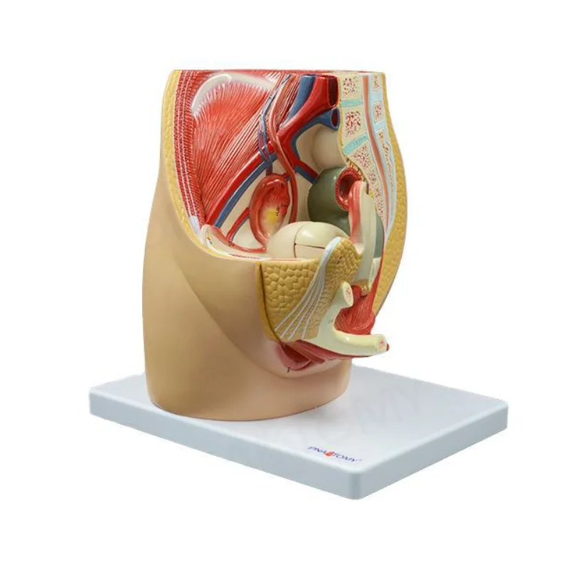 หญิง Pelvis Anatomy มดลูกกายวิภาคชุดระบบปัสสาวะที่ถอดออกได้การศึกษาอุปกรณ์เครื่องมือทางการแพทย์วิทยาศาสตร์