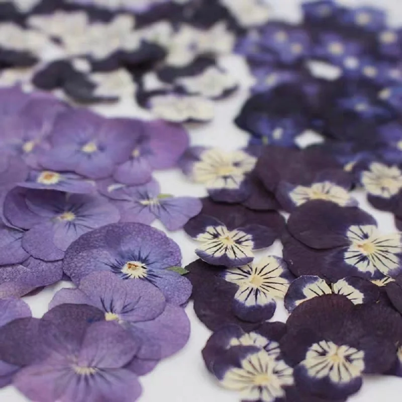 120pcs Pressed Dried Viola tricolor L Pansy Herbarium For Nail Art Face Make UP Epoxy Resin Jewelry Frame Phone Case Craft DIY