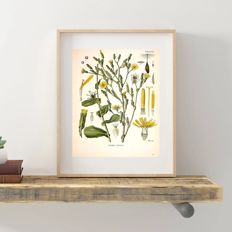 Vintage Botanische Posters en Prints Keuken Muur Foto Koehler's Medicinale Planten Canvas Schilderij voor Woonkamer Home Decor