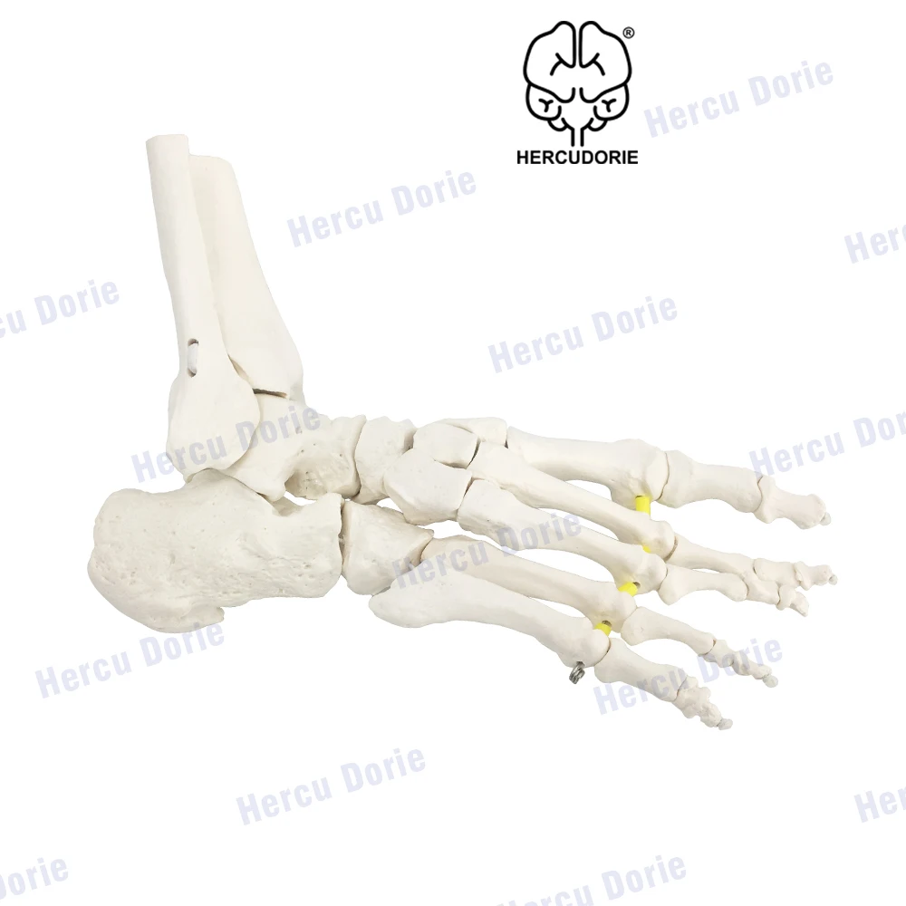 Foot Skeleton Model Elastic,W/Portion of Tibia- Fibula Strung with Elastic Bungee,Natural Cast for Accurate Representation,Foot