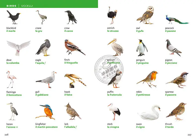 Collins Italian Visual Dictionary Original Language Learning Books