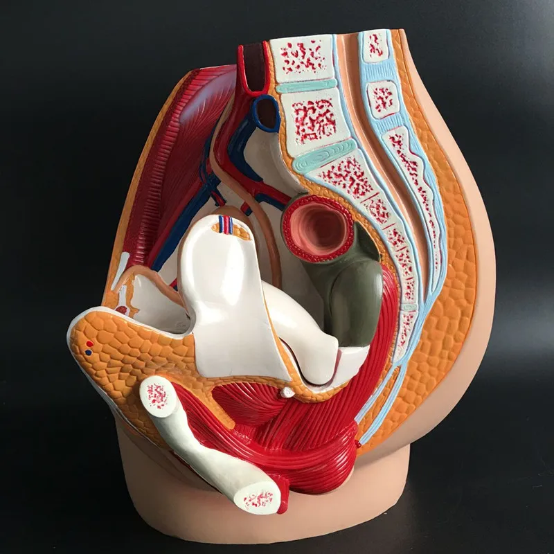 male genital system Male genital anatomy model male pelvic sagittal section male genitourinary system model