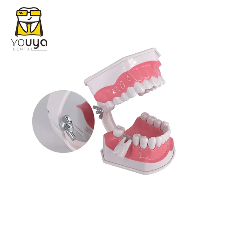 Standard Dental Teaching Model Study On The Structure Of Oral Teeth Dentist Educational Demonstration Tool For Brushing Teeth