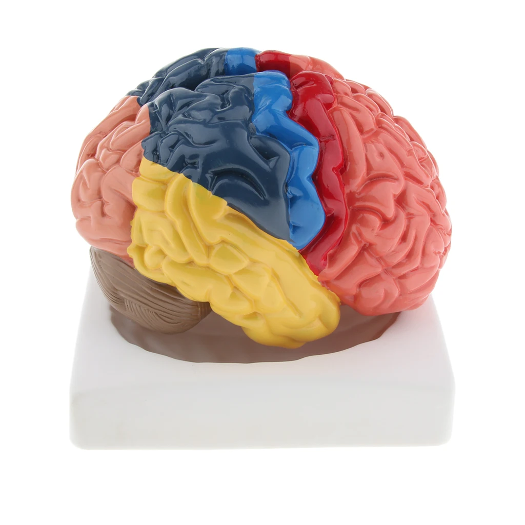 Lifesize Brain Model Realistic Anatomical Brain Model Eco-friendly PVC 9 Parts Anatomy Medical School Teaching Tool Lab Display