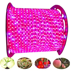 Tira de luces LED de espectro completo para cultivo de plantas, lámpara Phyto de 100M, 50M, IP67, impermeable, AC220V, para invernadero, semillas hidropónicas, vegetales y flores