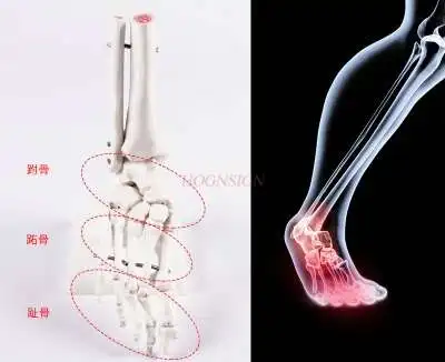 human foot bone model, toe joint bone model ，Foot bone medical teaching aids, finger joint teaching,