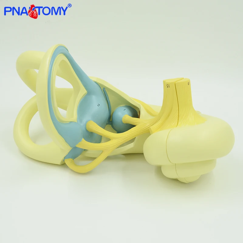 18 Times Enlarged Acustic Labyrinth Model Inner Ear Anatomy Sense Organs Detachable Medical Teaching Tool  Otorrinolaringologia