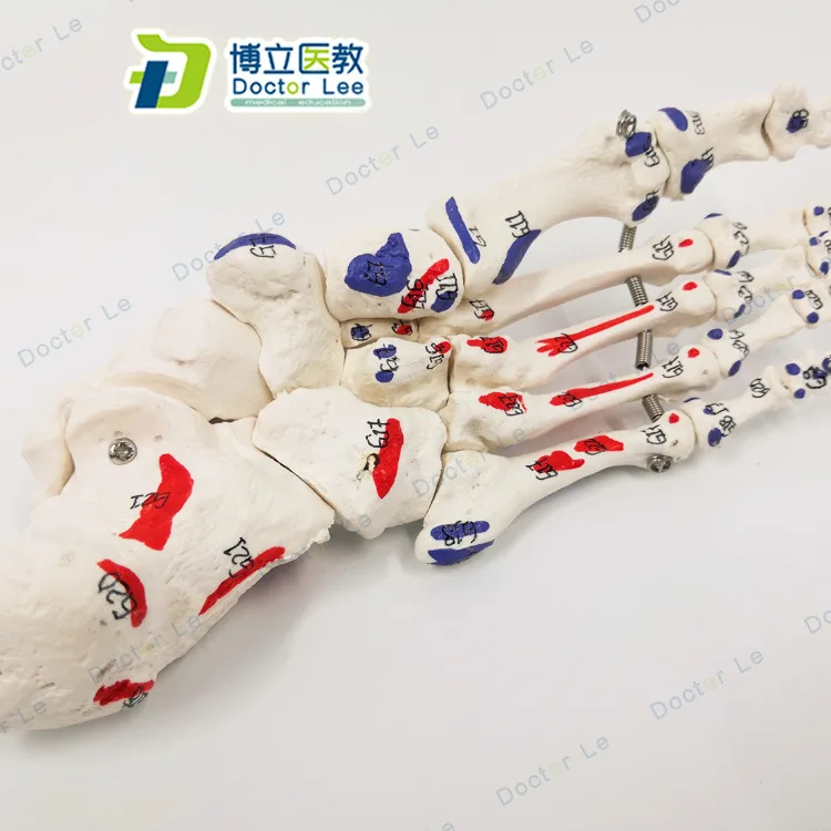 1:1 Life-sized Digital Sign Human Foot Joint Medical Anatomical Model Simulation Teaching