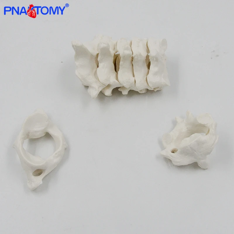 Life Size Human Cervical Vertebrae and Lumbar Vertebra Model Spine Neck Vertebra Lumbalis Skeleton Anatomy Anatomical Model