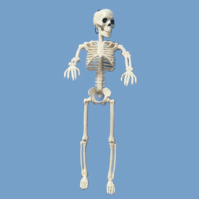 People Active Model skeleto Anatomy Skeleton Skeleton Model Medical Learning Halloween Party Decoration Skeleton Art Sketch