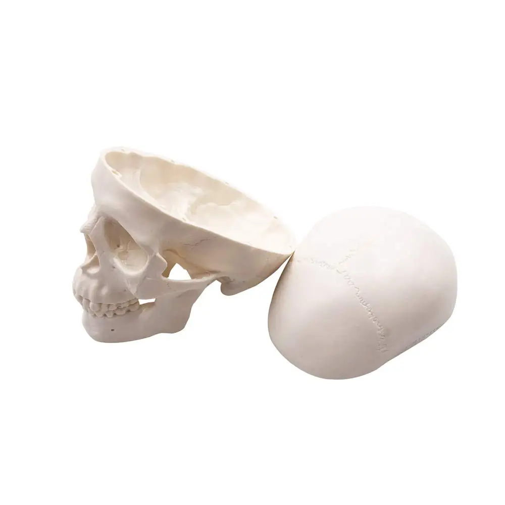 Mini Skull Model - Small Size Human Medical Anatomical Adult Head Bone for Education