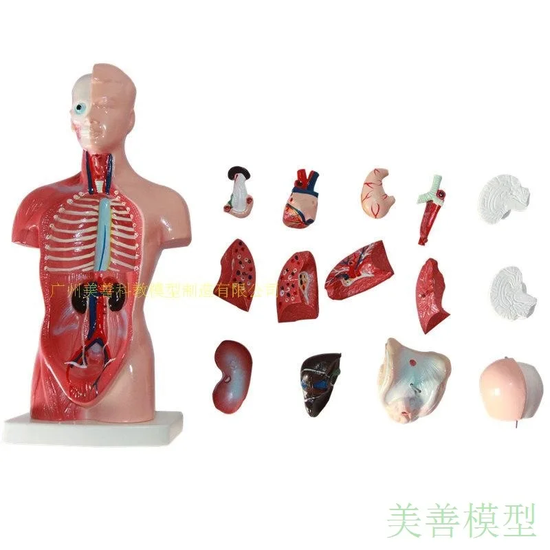 

15pcs Mini 28CM Human Anatomy Internal Organ Heart System Structure Esophageal Trachea and Aorta Torso Medical Supplies Toy