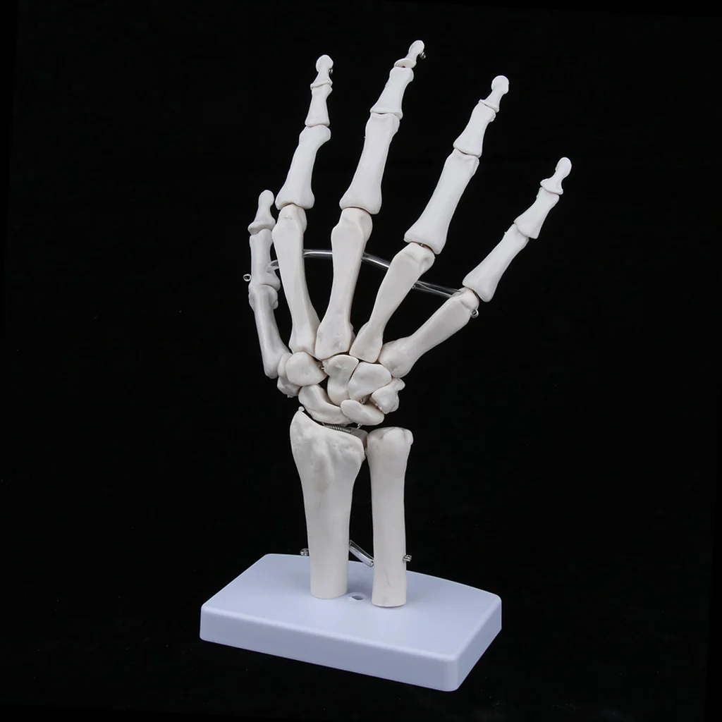 Medical Life-Size Human Hand Joint Skeleton Anatomical Model, Human Anatomy, Medical Teaching Tool